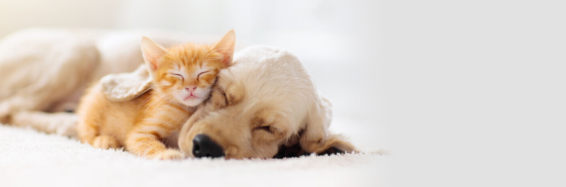 中興梅西動物醫療中心