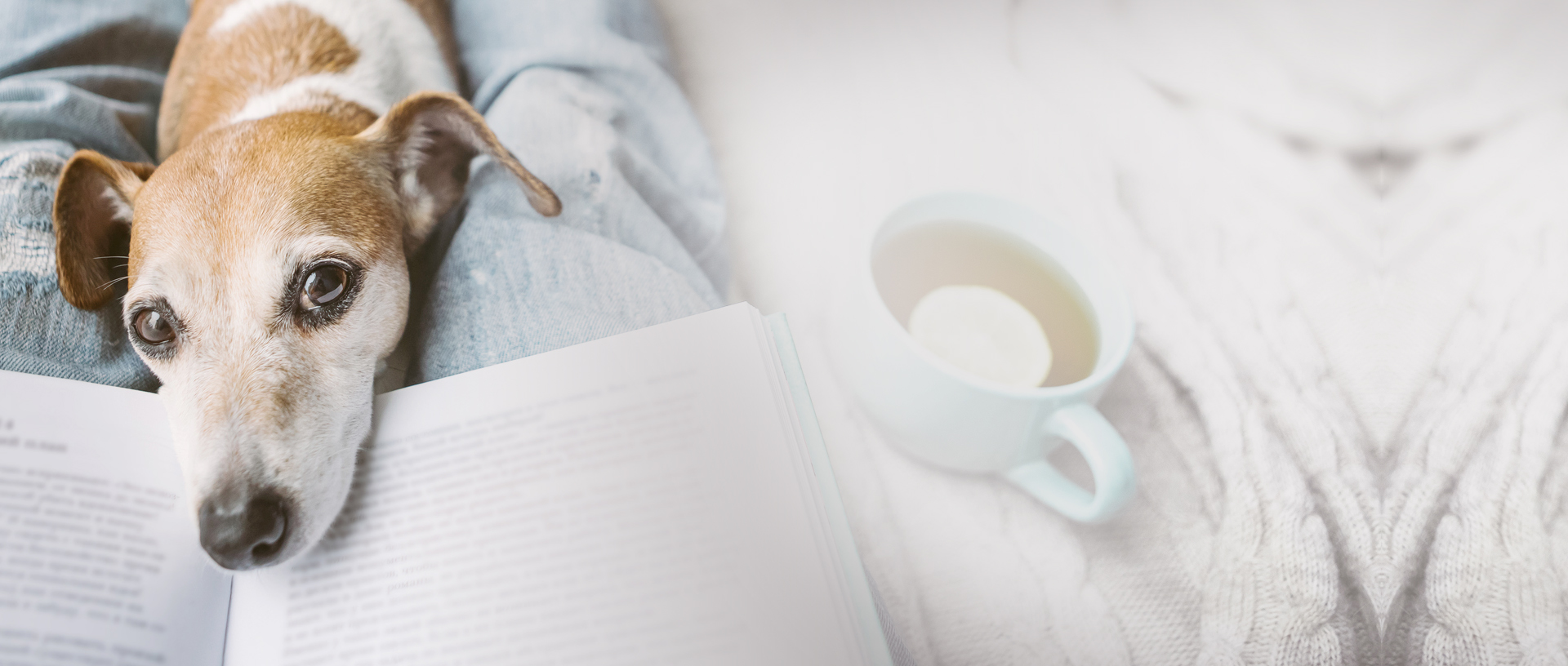 中興梅西動物醫療中心