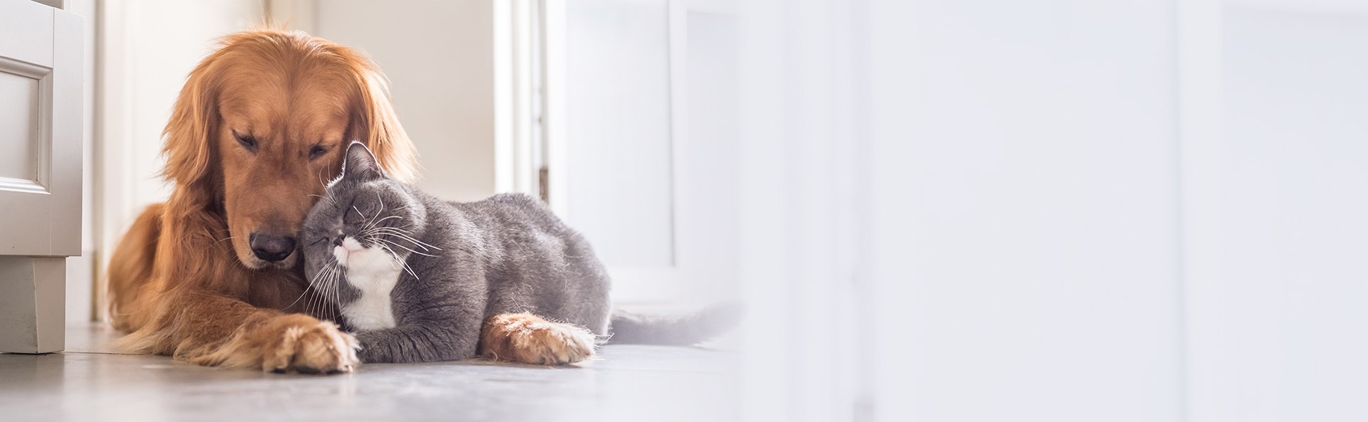 中興梅西動物醫療中心